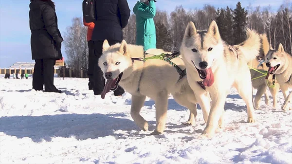 Driver and Siberian husky. Husky dogs on winter landscape. front view at four siberian huskys at race in winter