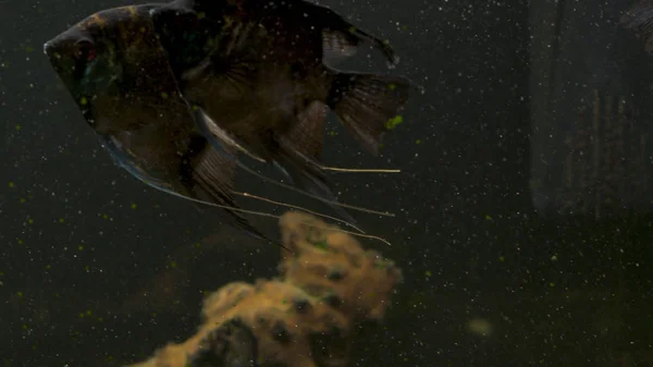 Tropiska fiskar möts i blå korallrev havsvatten akvarium. Undervattens paradis — Stockfoto