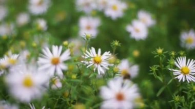 Yeşil çim ve chamomiles doğada. Küçük. Papatya çiçeği bir yeşil çayır üzerinde