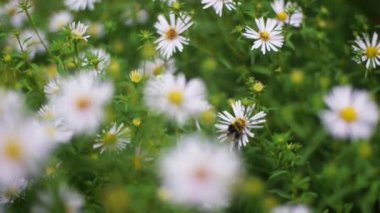 Yeşil çim ve chamomiles doğada. Küçük. Papatya çiçeği bir yeşil çayır üzerinde