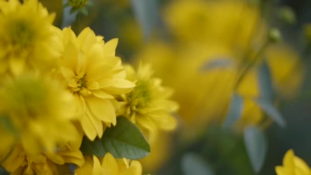 Κινηματογράφηση σε πρώτο πλάνο από όμορφα κίτρινα λουλούδια στον κήπο. Κλιπ. Κίτρινα λουλούδια σε ένα πράσινο λιβάδι — Αρχείο Βίντεο