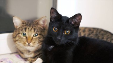 İki güzel kedi pencere üzerinde güneşin tadını çıkarın. Küçük. İki kedi evde pencere pervazı