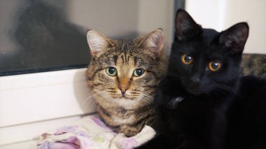 İki güzel kedi pencere üzerinde güneşin tadını çıkarın. Küçük. İki kedi evde pencere pervazı