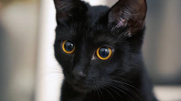 Il gatto nero con gli occhi gialli. Clip. Gatto nero con gli occhi rossi a casa — Foto Stock