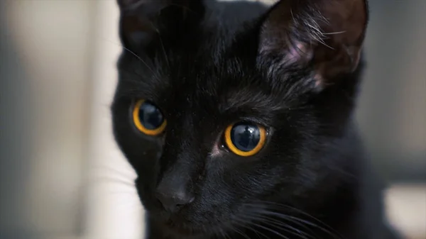 Sarı gözlü kara kedi. Küçük. Evde kırmızı gözlü siyah kedi — Stok fotoğraf