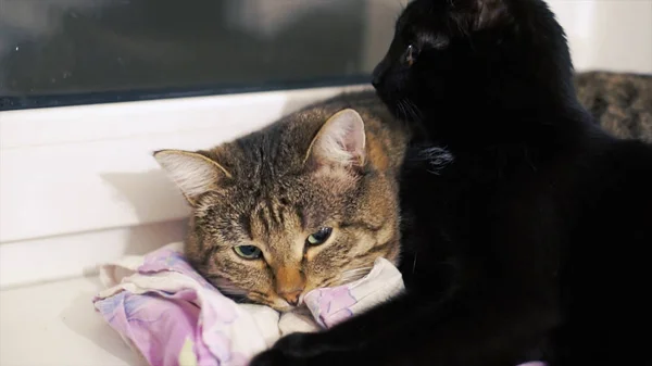 Two beautiful cat bask in the sun on the windowsill. Clip. Two cats at home on the windowsill — Stock Photo, Image