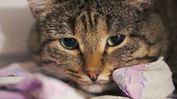 Un grosso gatto rosso triste sdraiato sul davanzale della finestra. Clip. Chiudere gatto triste sdraiato a casa — Foto Stock