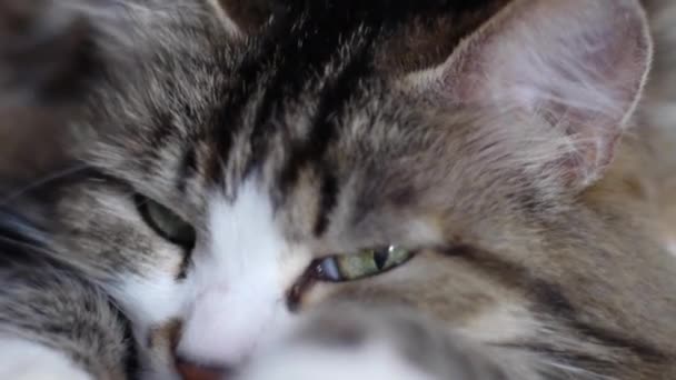 Gran gato rojo triste acostado en el alféizar de la ventana. Clip. Primer plano triste gato acostado en casa — Vídeos de Stock