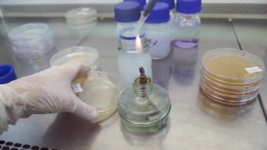 Bunsen Burner bilim laboratuvar testinde alev. Küçük. Mikrobiyoloji laboratuvarında bir tüp yanan