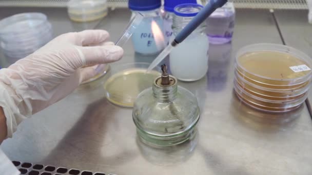 ブンゼン バーナーは炎科学研究所でのテストです。クリップ。炎のような微生物学実験室でチューブ — ストック動画