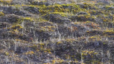 Bozkır sahada çimen. Video. Krummenacher büyümek bozkır veya savana bir meralar üzerinde