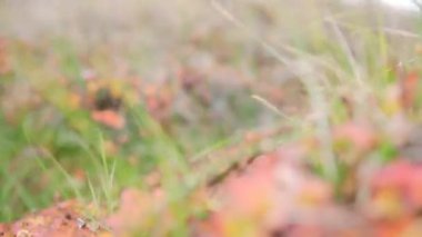 Alan. Video. Çiçek alan. Evren bir alanda çiçek. Alan bitkiler.