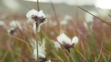 Pamuk tarlalarında olgun pamuk hasat için hazır ile beyaz. Sahada büyüyen pamuk