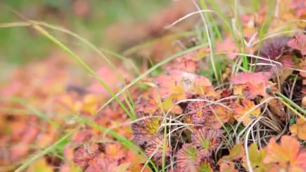 Veld. Video. Bloem veld. Kosmos bloem in een veld. Veld planten. — Stockvideo