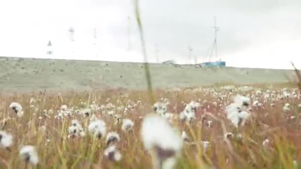 綿畑完熟綿収穫の準備ができてと白。コットン フィールドで成長 — ストック動画