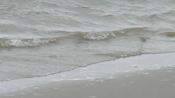 Une petite vague sur une surface d'eau plate. Vidéo. Petites vagues sur le lac 