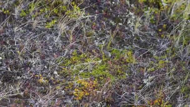 Gräs på fältet stäppen. Video. Stipa växa på en gräsmarker, i stäppen eller savanna — Stockvideo