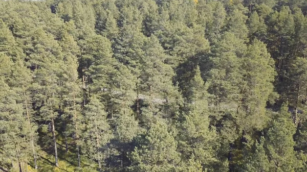 Πολύχρωμα χρώματα του φθινοπώρου στο δάσος. Βίντεο. Κάτοψη του δάσους σε μια ηλιόλουστη ημέρα — Φωτογραφία Αρχείου