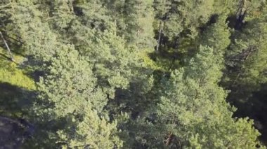 Orman renkler renkli sonbahar. Video. Güneşli bir günde ormanın Üstten Görünüm
