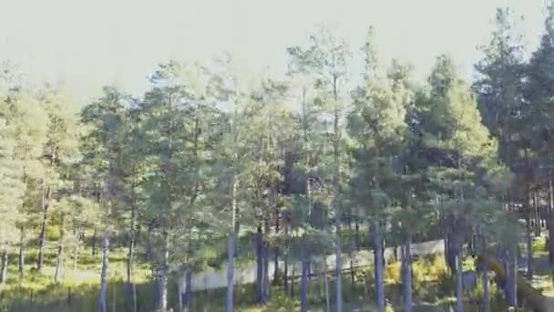 Цветные осенние цвета в лесу. Видео. Вид на лес в солнечный день — стоковое видео