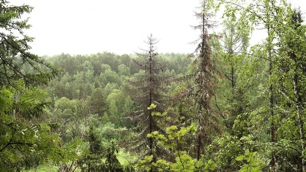 Πράσινο δάσος φόντο σε φωτεινό θολό ουρανό φόντο. Στικ. Πράσινες κορυφές καλοκαιρινών δέντρων, άγρια φύση. — Φωτογραφία Αρχείου