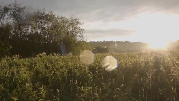 Vacker utsikt över fältet med högt vilt gräs i solljus. Lagerbilder. Ljus solljus faller vackert på grön gräsbevuxen äng på bakgrund av träd — Stockvideo