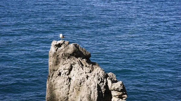 Deniz kenarındaki bir kayanın üzerinde duran yalnız bir martı ile güzel bir deniz manzarası. - Sanat. Taşlı bir dağın tepesinde duran küçük beyaz kuş mavi denize karşı dalgalanmalarla. — Stok fotoğraf