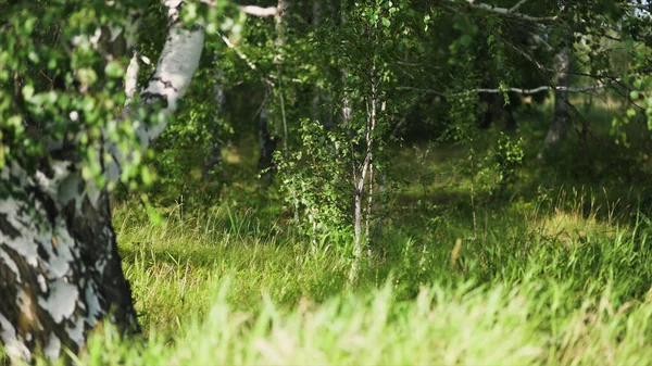 Fényes nyári táj nyírfa erdővel. Művészet. Fehér nyírfa törzsek és zöld fű a napfény alatt lengett a szélben. — Stock Fotó
