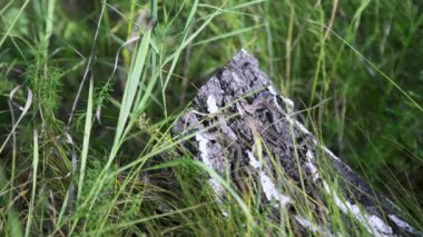 Yaz güneşinin altında bir kütüğün üzerinde oturan üç kertenkeleye yakın çekim. - Sanat. Üç kertenkele ormandaki yeşil çimlerin üzerinde güneşin tadını çıkarıyor..