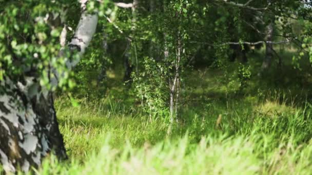 Bright summer landscape with birch forest. Art. White birch trees trunks and green grass under the sunlight swaying in the wind. — Stock Video