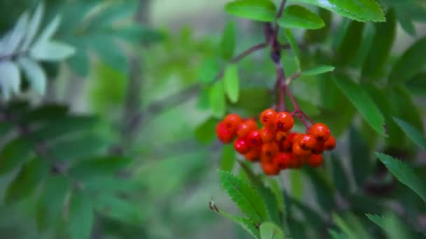 Rowan branches with red berries swaying in the wind, close-up. Art. Bright rowan berries with green foliage of a tree, natural background. — ストック動画