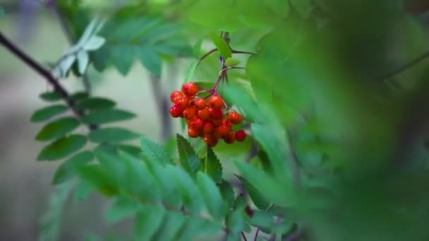 Ramas de Rowan con bayas rojas balanceándose en el viento, de cerca. Art. Las bayas brillantes de serbal con el follaje verde del árbol, el fondo natural . — Vídeos de Stock