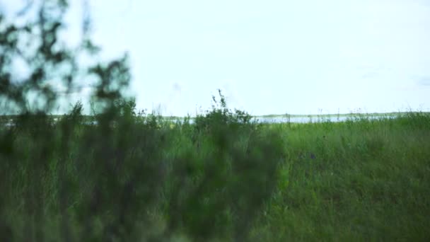 Zelená travnatá krajina, pole pokryté zelenými rostlinami s jezerem a zataženou oblohou na pozadí. Umění. Letní pohled na zarostlou louku. — Stock video