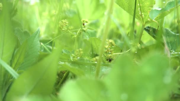 Sluiten van vers voorjaarsgras zwaaiend in de wind. Voorraadbeelden. Sappige natuurlijke achtergrond met groene planten in de wei. — Stockvideo