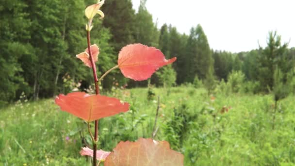 Μοναχικό κλαδί δέντρου με κόκκινα φύλλα σε πράσινο φόντο δάσους. Στικ. Πράσινες κορυφές καλοκαιρινών δέντρων κάτω από φωτεινό συννεφιασμένο ουρανό, άγρια φύση. — Αρχείο Βίντεο