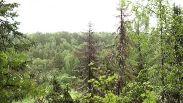 Green forest background on bright cloudy sky background. Stock footage. Green peaks of summer trees, wild nature. — Stock Video