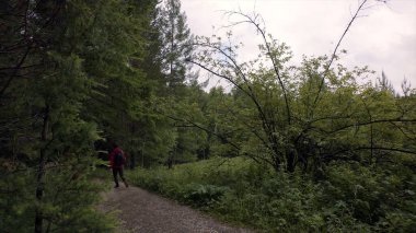 Sırt çantalı genç bir adam ormanda yürüyor. Stok görüntüleri. Sırt çantalı genç gezgin bulutlu havada sık ormana gider.