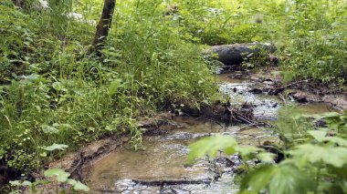Orman akıntısı dalların ve yeşil bitkilerin arasından akar. Stok görüntüleri. Yeşil sık ormanlar arasında sığ akarsu akar.