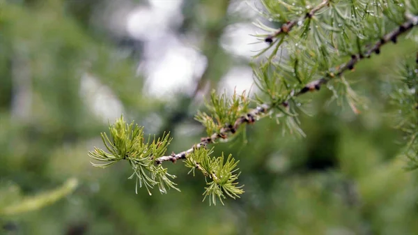 Närbild av vackra grenar av grön gran i molnigt väder. Lagerbilder. Filialer av grön gran svajar i bris med droppar efter regn på molnig sommardag — Stockfoto