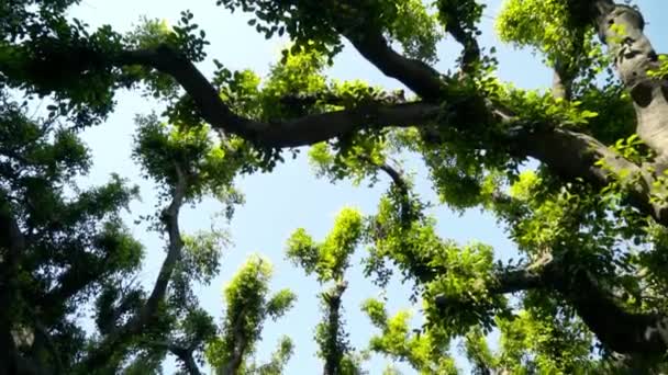View from below on beautiful curved green branches of trees. Action. Lovely crooked tree branches with green leaves on city alley are illuminated by sunlight on blue sky background — 비디오