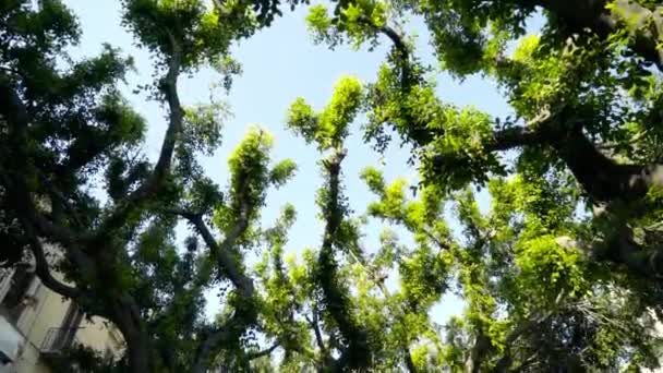 Vista de baixo em belos ramos verdes curvos de árvores. Acção. Adoráveis galhos de árvores tortas com folhas verdes no beco da cidade são iluminados pela luz solar no fundo do céu azul — Vídeo de Stock