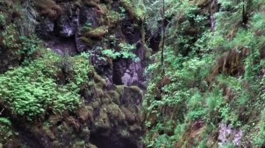 Güzel yeşil doğa, yaz ormanının derin vadisi. Stok görüntüleri. Yeşil ağaçlarla kaplı dar yamaçlar, birçok bitki ve yosun..