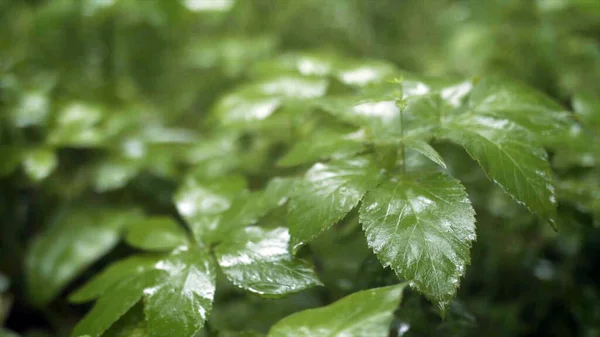 Närbild av vackra gröna gräsblad i regn. Lagerbilder. Saftigt och färskt gräs med gröna blad som svingar i regn i molnigt väder. Naturens skönhet i detalj — Stockfoto