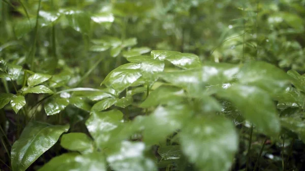 Close-up de belas folhas de grama verde na chuva. Imagens de stock. Grama suculenta e fresca com folhas verdes balançando na chuva em tempo nublado. Beleza natural da natureza em detalhes — Fotografia de Stock