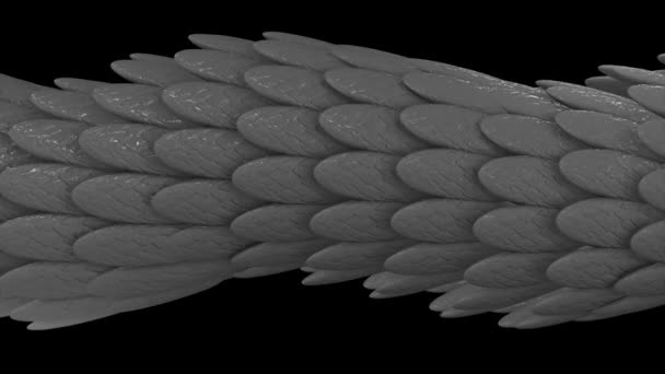 Horisonatal 3D tube formed by silver feathers glowing and flowing on black background, seamless loop. Animation. Abstract long figure with oval shaped feathers. — Stock Video