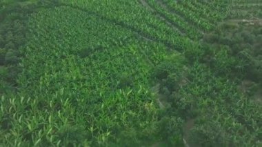 Büyüyen bitkilerle, tarım konseptiyle taze ve güzel bir tarlanın havadan görünüşü. - Sanat. Büyüyen yeşil renk hasadının en üst görünümü.