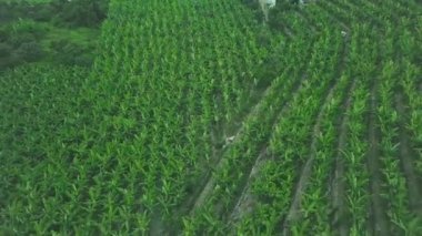 Büyüyen bitkilerle, tarım konseptiyle taze ve güzel bir tarlanın havadan görünüşü. - Sanat. Büyüyen yeşil renk hasadının en üst görünümü.