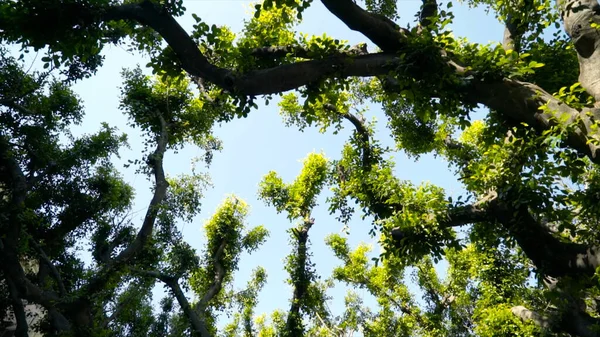 Pohled zdola na krásné zakřivené zelené větve stromů. Akce. Krásné křivé větve stromů se zelenými listy na městské uličce jsou osvětleny sluncem na modrém pozadí oblohy — Stock fotografie
