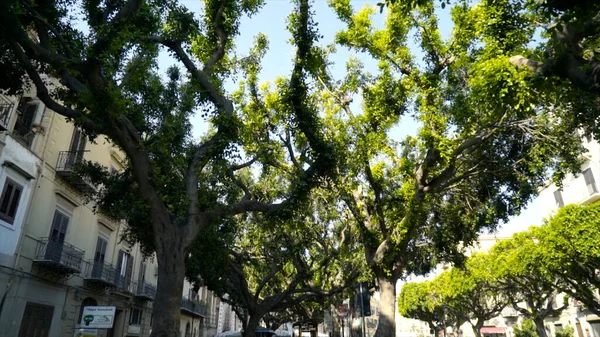 View from below on beautiful curved green branches of trees. Action. Lovely crooked tree branches with green leaves on city alley are illuminated by sunlight on blue sky background — Stock Photo, Image