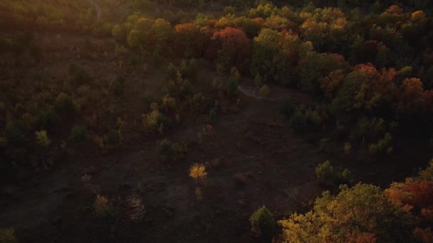Ovanifrån av fjällskogen på hösten. Skjuten. Vacker orange och röd höstskog, många träd på orangefärgade kullar — Stockvideo
